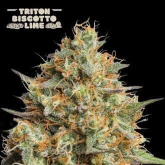 Triton Biscotto Lime Auto (Seedstockers)