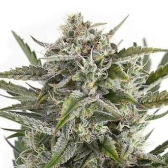 OG Kush (Sensation Seeds)