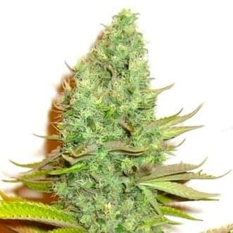 Sensation Victory (Sensation Seeds)