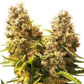 Banana Kush Cake Auto (Sensi Seeds)