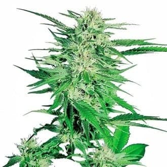 Big Bud (Sensi Seeds)