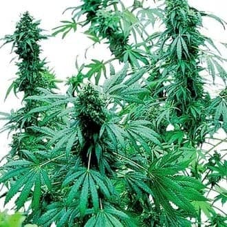 Early Skunk (Sensi Seeds)