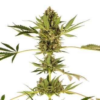 Himalayan CBD (Sensi Seeds)