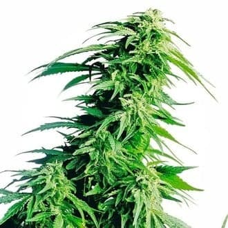 Hindu Kush (Sensi Seeds)