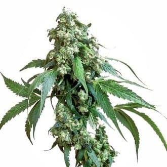 Jack Flash 5 (Sensi Seeds)