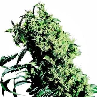 Northern Lights 5 x Haze (Sensi Seeds)