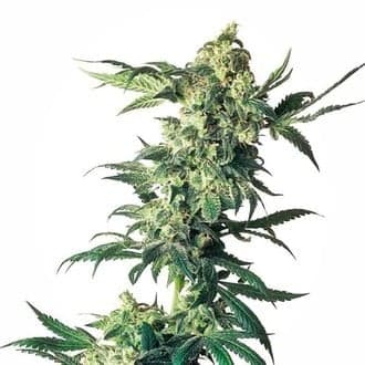 Northern Lights (Sensi Seeds)