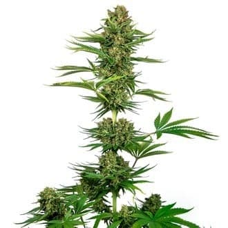 Satin Black Domina CBD (Sensi Seeds)