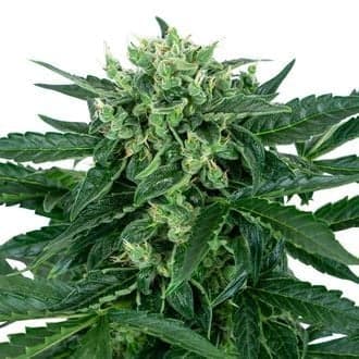 Sensi Amnesia Auto (Sensi Seeds)