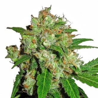 Sensi Skunk (Sensi Seeds)