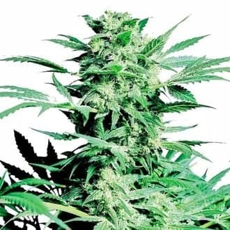 Shiva Skunk (Sensi Seeds)
