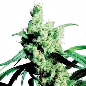 Silver Haze (Sensi Seeds)