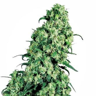 Skunk 1 (Sensi Seeds)