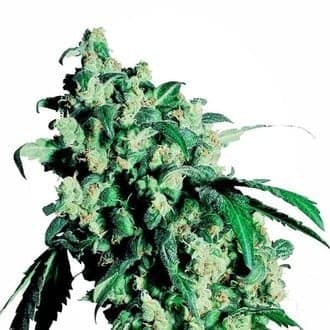 Super Skunk (Sensi Seeds)