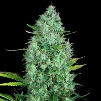Serious 6 (Serious Seeds)