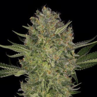 Serious Kush (Serious Seeds)