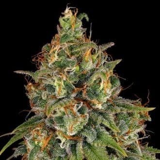 Strawberry AKeil (Serious Seeds)