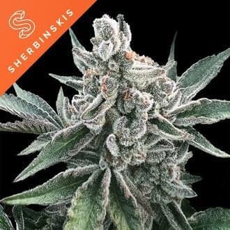 Polar Gelato Auto (Sherbinskis x Silent Seeds)