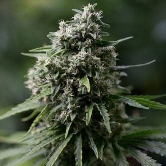 Critical+ 2.0 (Silent Seeds)