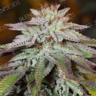 LA Vanilla Cake Auto (Silent Seeds)