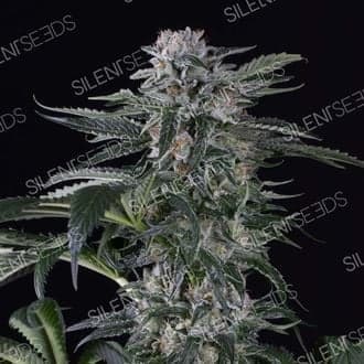 Moby Dick Auto (Silent Seeds)