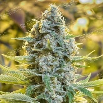 Moby Dick (Silent Seeds)