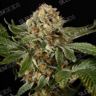 OG Kush (Silent Seeds)