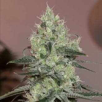 Original Amnesia (Silent Seeds)