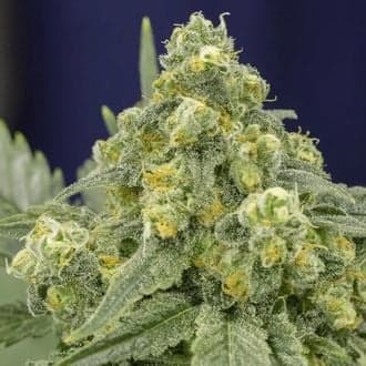 White Widow (Silent Seeds)