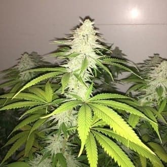 Simple Wedding Cake S1 (Pheno Finder)