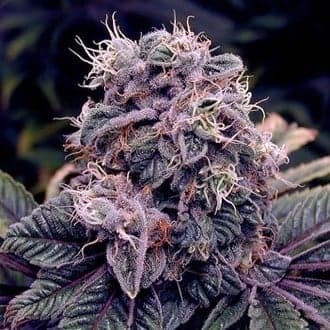 Blue Berry (Spliff Seeds)