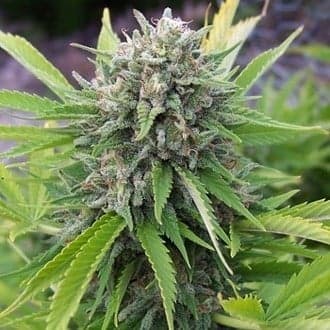 Bubblegun (Spliff Seeds)