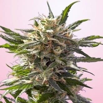 Crystal White (Spliff Seeds)