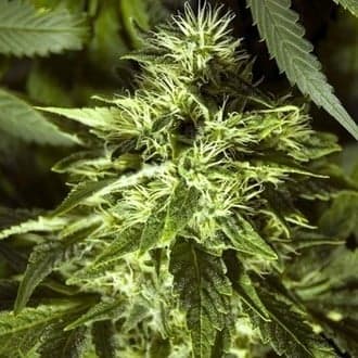 Fast Bud Outdoor (Spliff Seeds)