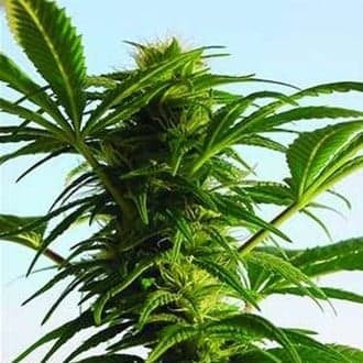 Mega Power Plant (Spliff Seeds)