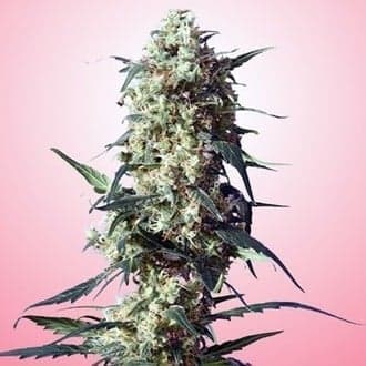 Spliff's Strawberry (Spliff Seeds)