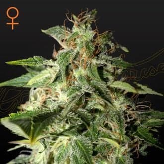 Afgooey (Strain Hunters)