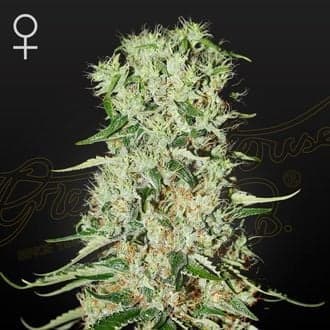 Damnesia (Strain Hunters)