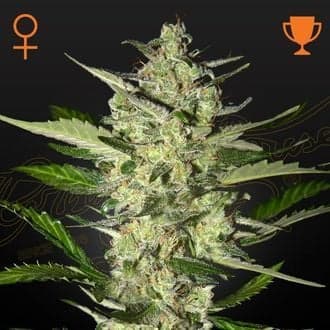 Flowerbomb Kush (Strain Hunters)