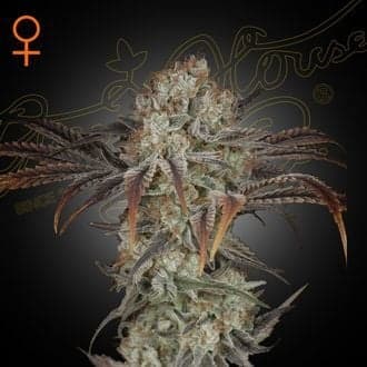 Money Maker (Strain Hunters)