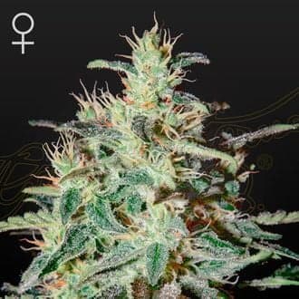 White Lemon (Strain Hunters)