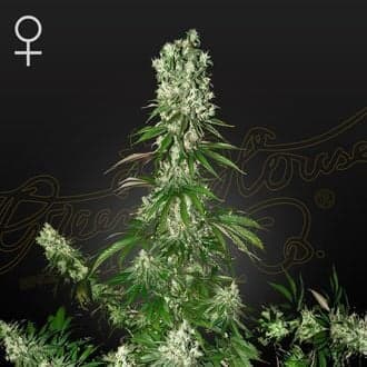 White Strawberry Skunk (Strain Hunters)