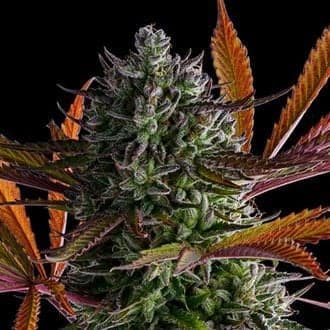 Strawberry Pop Rocks (Anesia Seeds)
