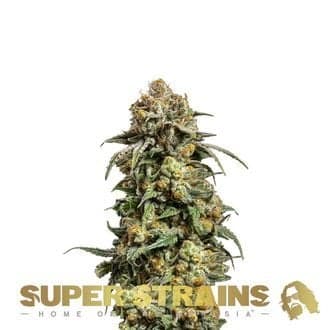 Cookies Krush (Super Strains)