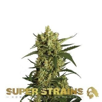 Crackers (Super Strains)