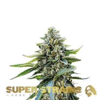 Eden (Super Strains)