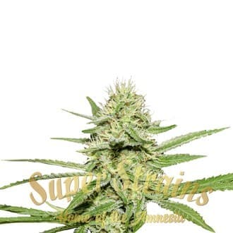 Enemy's Dream (Super Strains)
