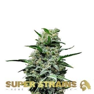 Mexican Candy (Super Strains)