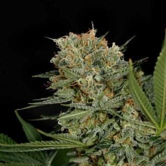 Sweet Russian (Garden of Green)