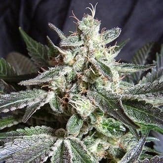 Black Jack (Sweet Seeds)